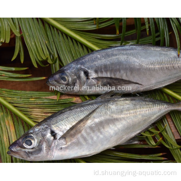 Mackerel kuda bundar beku 16-20cm untuk ekspor